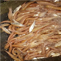 佛山金丝草鱼苗 