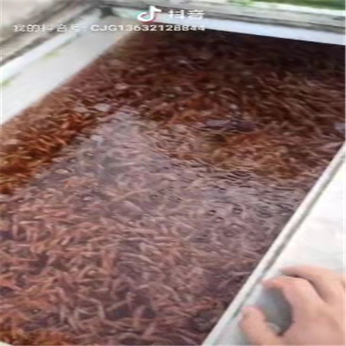 广西红罗非鱼苗 