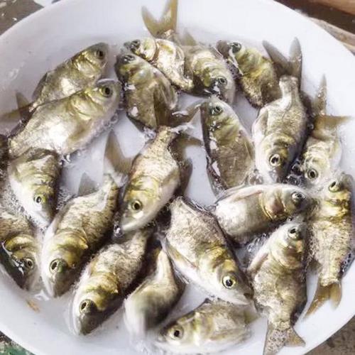 广西缩骨大头鱼苗 