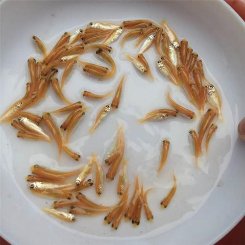 海南金丝草鱼苗 