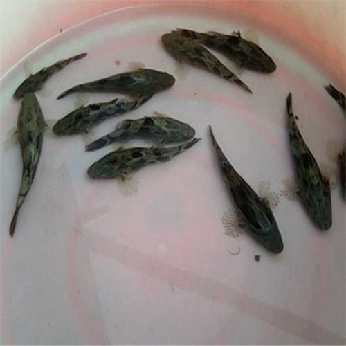 江门笋壳鱼苗养殖 