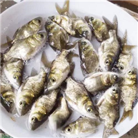 广西缩骨大头鱼苗 