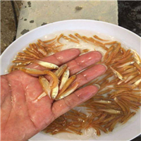 浙江金丝草鱼苗 