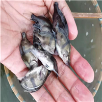 惠州桂花鱼苗价格a广东桂花鱼苗 