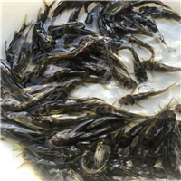 广西桂花鱼苗价格 