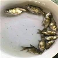 广东大头鱼苗养殖 