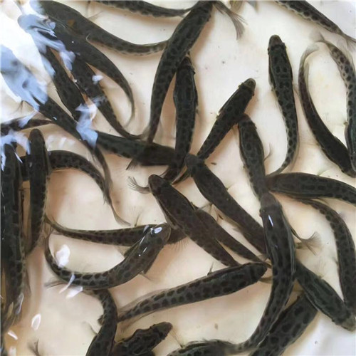 广西黑鱼苗养殖 