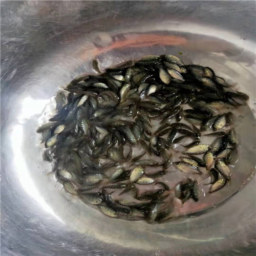 广东罗非鱼苗价格 