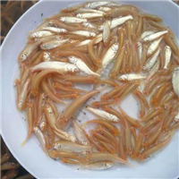 广东金丝草鱼苗 