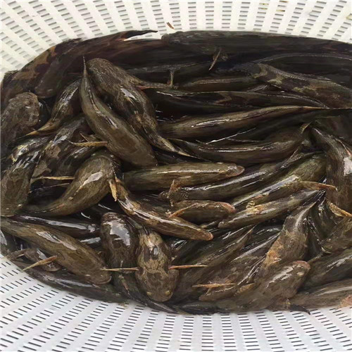 广东笋壳鱼苗 