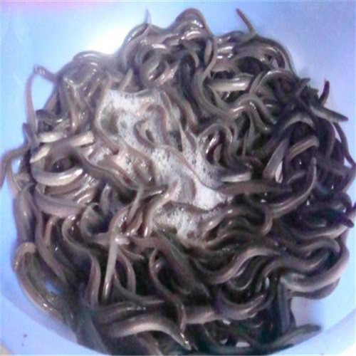 中山日本鳗鱼苗 