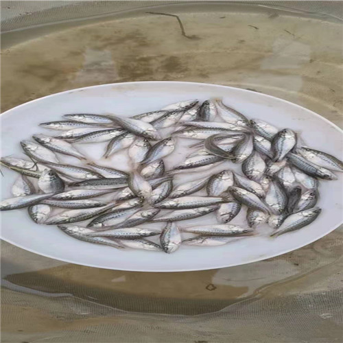 深圳加州鲈鱼苗 