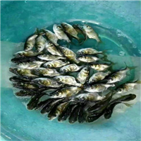深圳缩骨大头鱼苗 