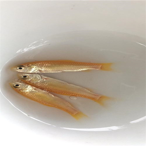 深圳金丝草鱼苗 