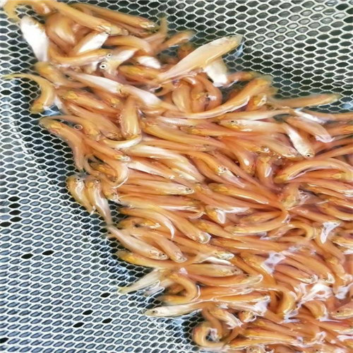 广西金丝草鱼苗 