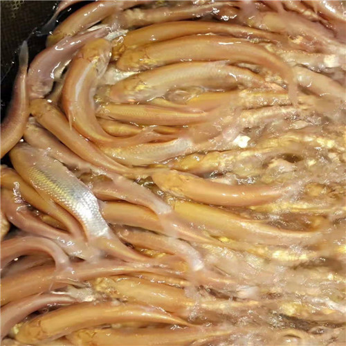 江门金丝草鱼苗 