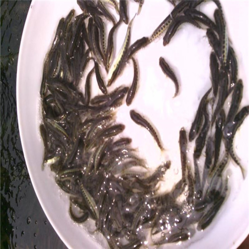 供应黑鱼苗a广东黑鱼苗价格 