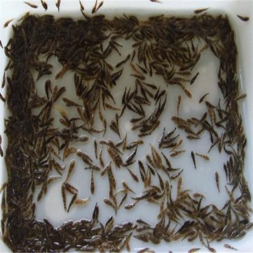 佛山笋壳鱼苗 