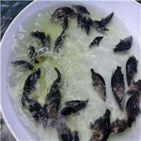 广东供应桂花鱼苗 