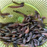 广东塘角鱼苗 
