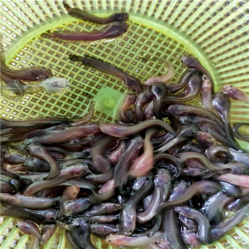 广东塘角鱼苗 