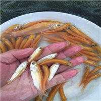 东莞金丝草鱼苗 