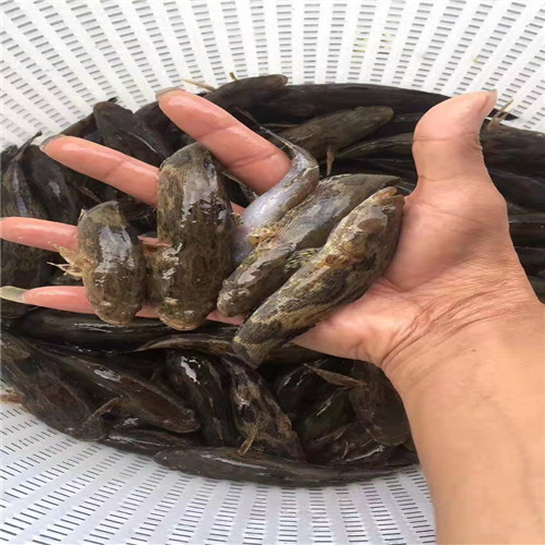广州笋壳鱼苗 