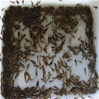 佛山笋壳鱼苗 