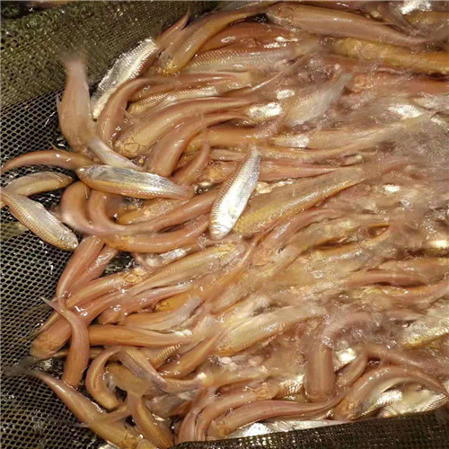 佛山金丝草鱼苗 