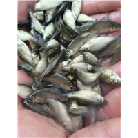 广东鲫鱼苗