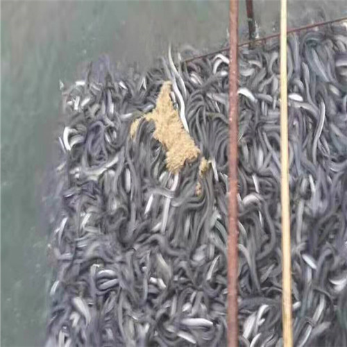 深圳日本鳗鱼苗 