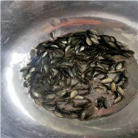 广东罗非鱼苗价格 