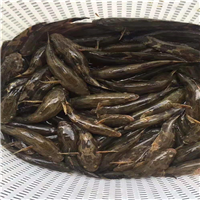 广东笋壳鱼苗 