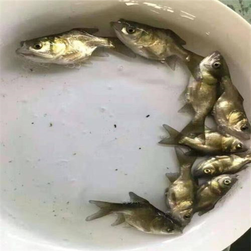 广东大头鱼苗养殖 