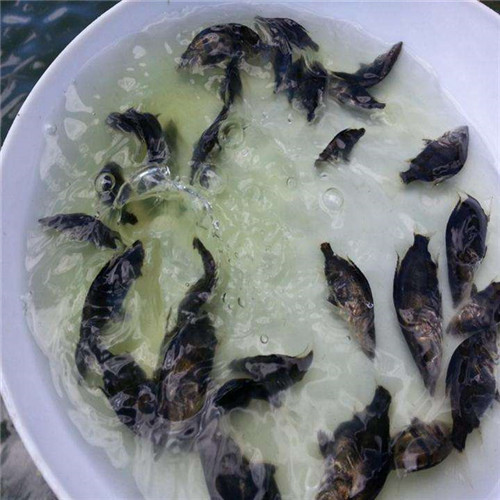 广东供应桂花鱼苗 