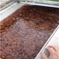 广西红罗非鱼苗 