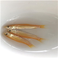 深圳金丝草鱼苗 