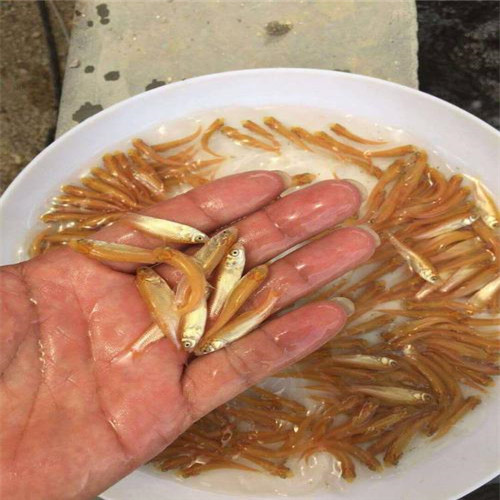 浙江金丝草鱼苗 