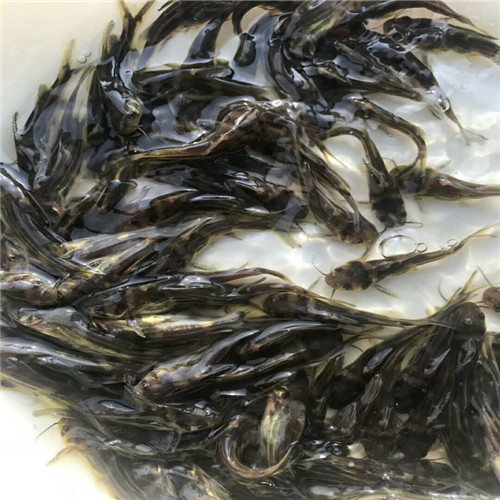 广西桂花鱼苗价格 