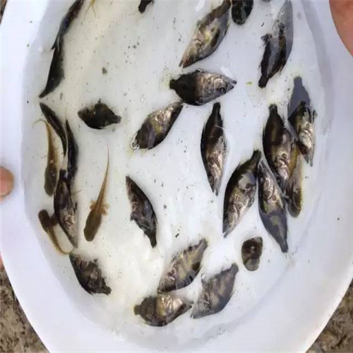 江门桂花鱼苗 