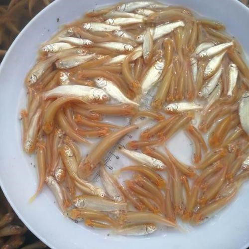广东金丝草鱼苗 