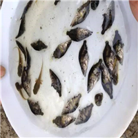 江门桂花鱼苗 