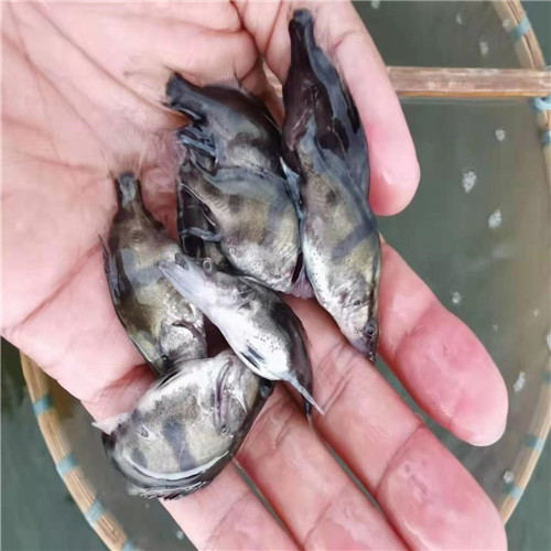 惠州桂花鱼苗价格a广东桂花鱼苗 