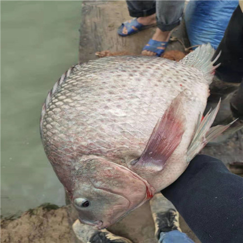 南宁罗非鱼苗 