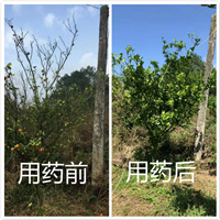 柑橘黄龙病用什么药防治 