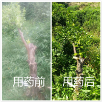 柑桔黄化病如何医治 