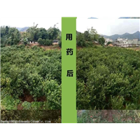 柑桔黄龙病主要防治措施