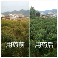 治疗柑桔黄龙病防治经验 