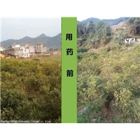 教您如何预防柑桔黄龙病
