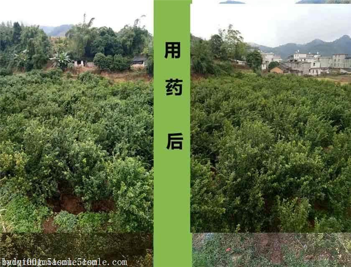 柑桔黄龙病主要防治措施